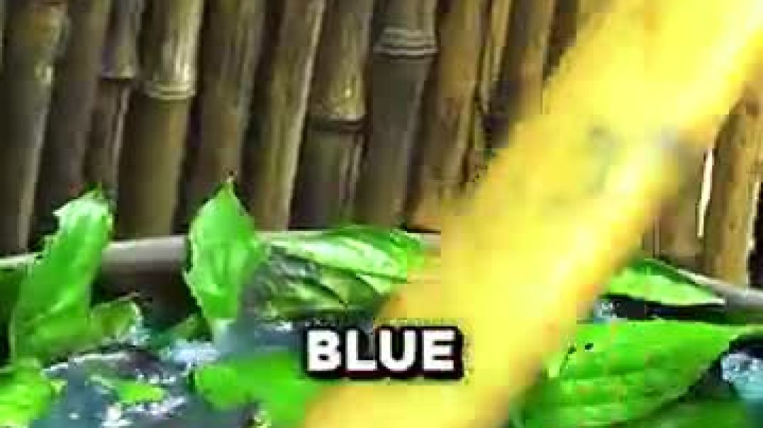 ⁣You've Worn These Leaves Without Knowing