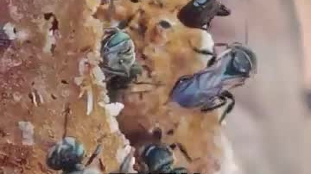 ⁣Why Underground Beehives Are So Expensive