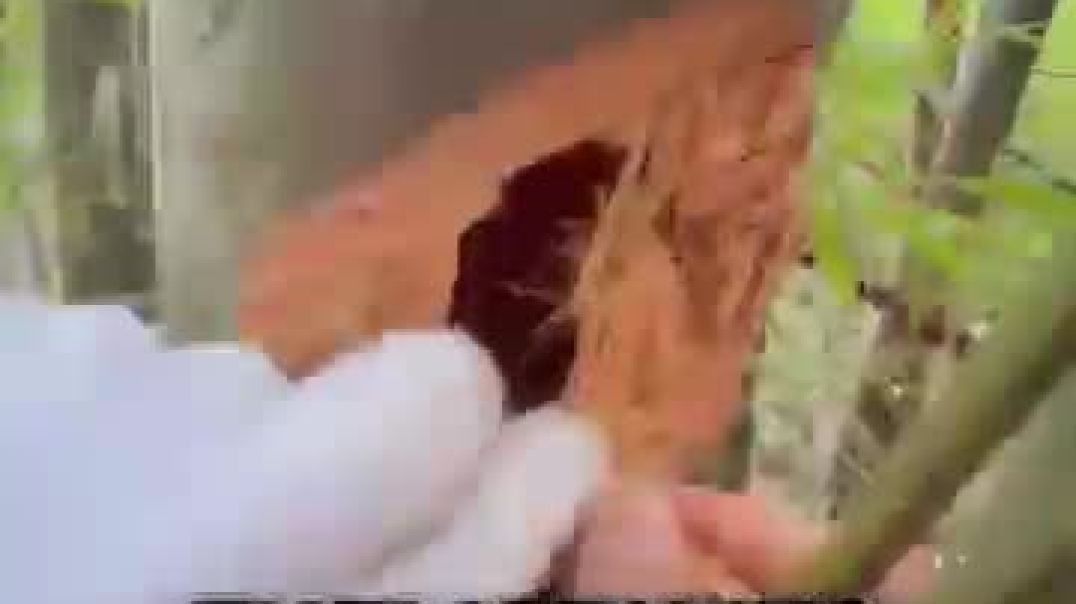 ⁣how gems form inside bamboo