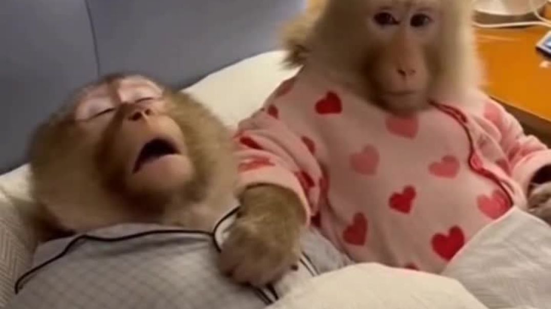 Huzurlu evlilik 🙏#yapayzeka #ai #maymun #monkey #funny