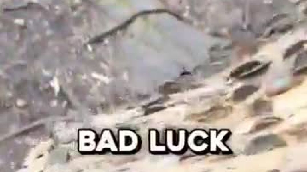 ⁣How This Tree Grows Money