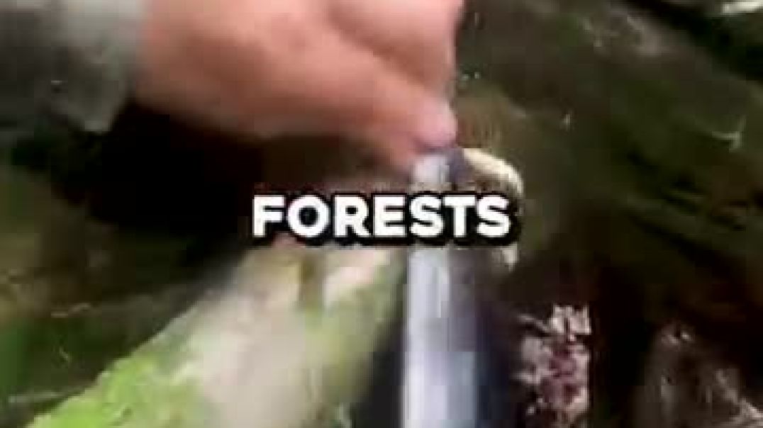 ⁣Why This Glowing Wood Is So Expensive