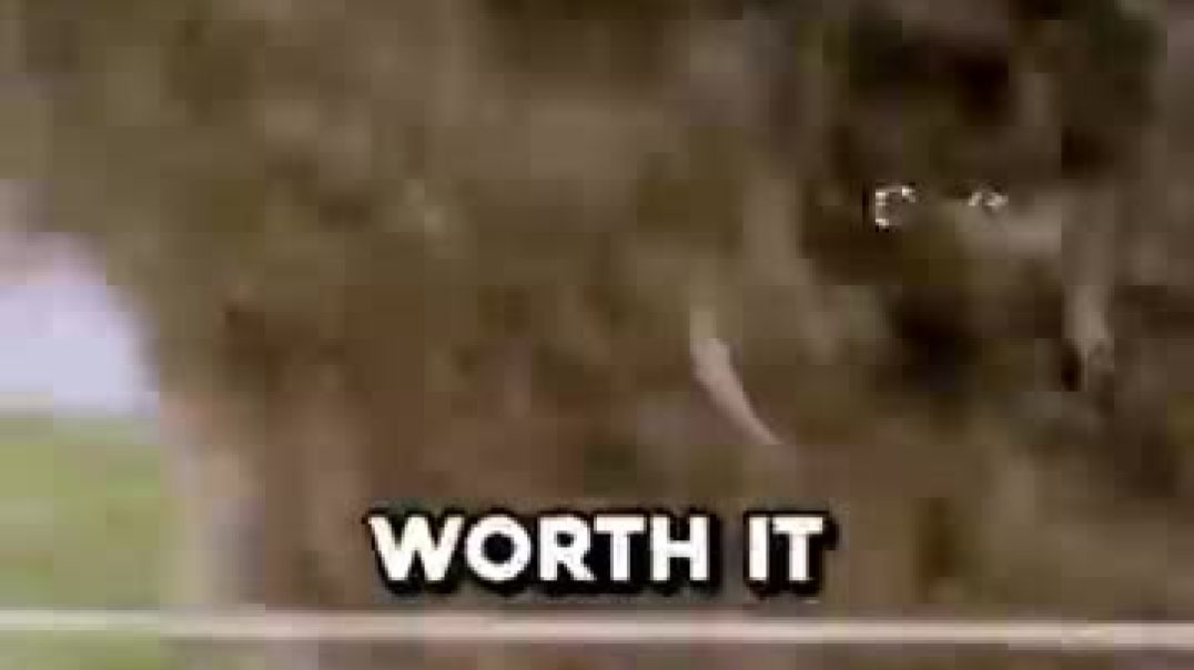 ⁣Why These Duck Feathers Are Worth Thousands