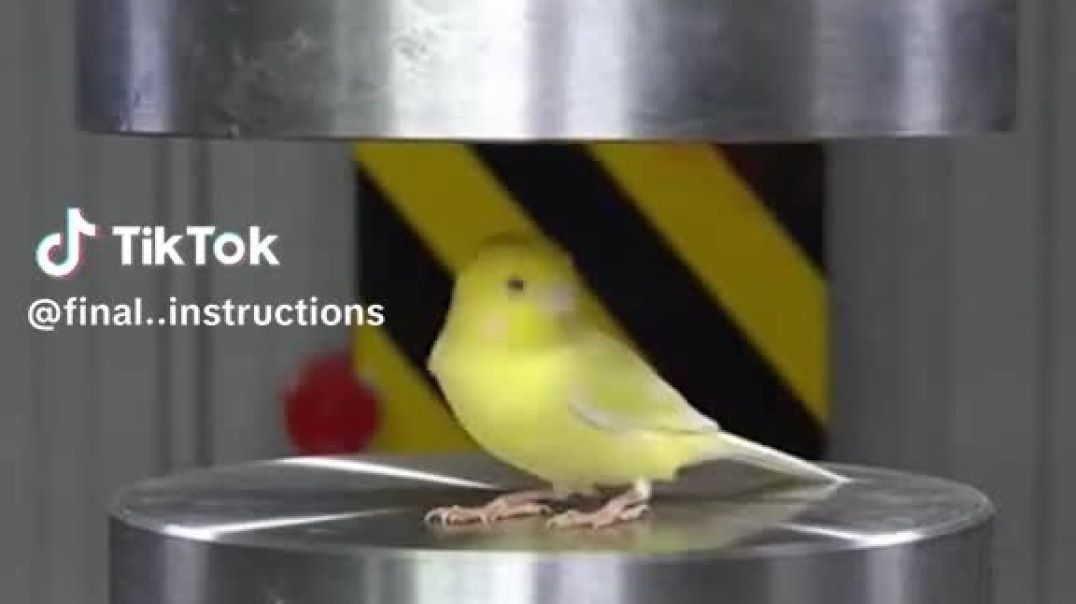 Bird Vs Hydraulic Pressure Machine