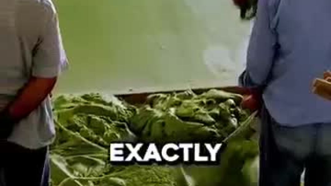 ⁣How Olives Changed The World