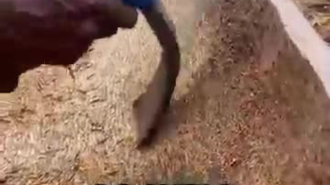 ⁣the genius way palm trees are used