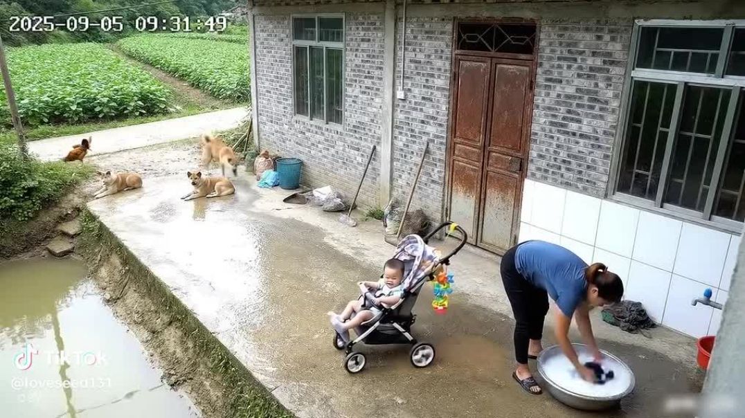 Looks the dog save the baby!