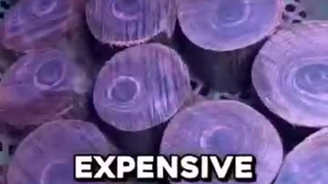 ⁣why purple wood is so valuable