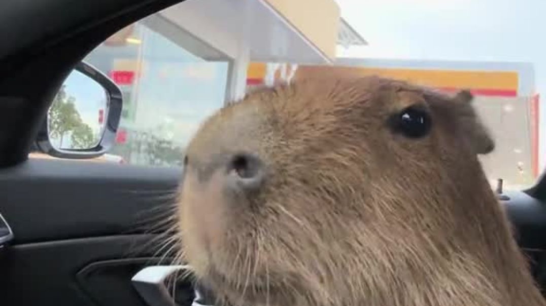 Capybarabarabaraaaaaa