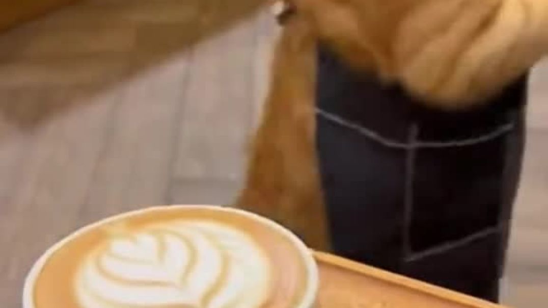 ⁣This Cat Serving Coffee Had Me CRYING 😭☕