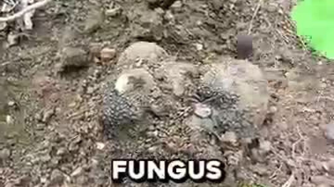 ⁣The Secret Ingredient Behind Luxury Dishes