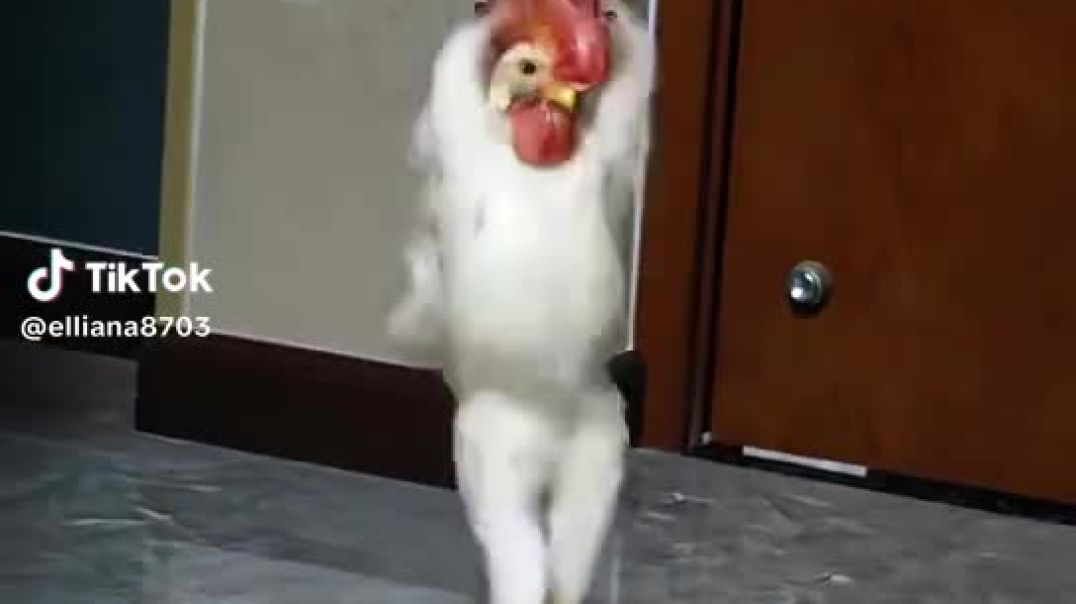 chicken dance