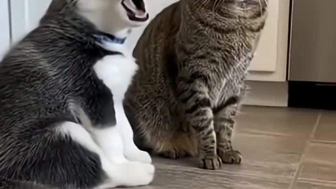 shut up already #huskylove #funny #viral #catsrule #허스키사랑