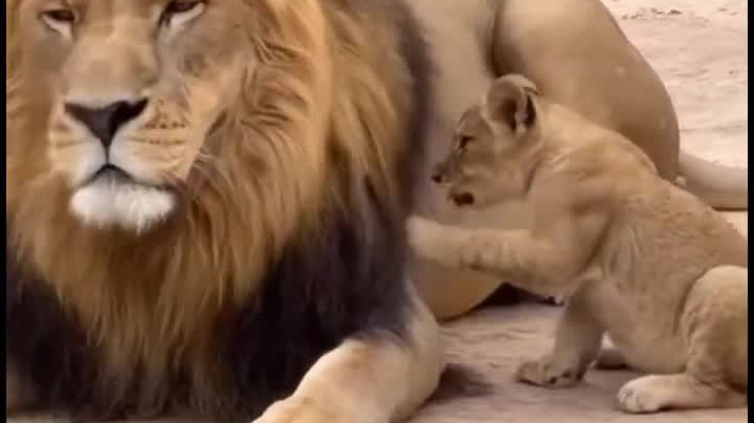 동물원에서 찍힌 사자 가족 드라마