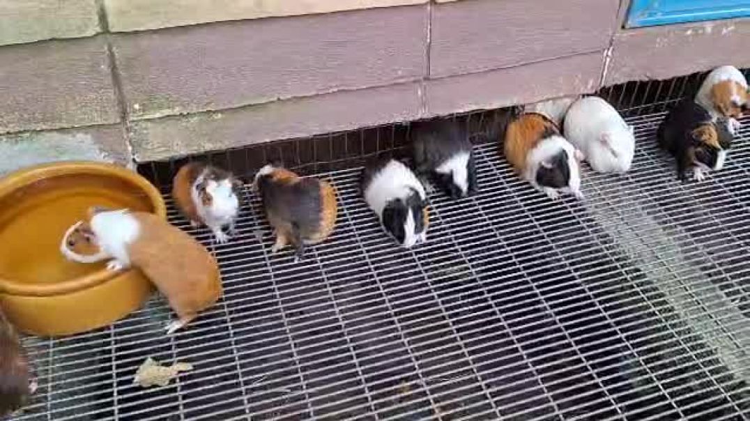 ⁣Farm In The City - Hamster