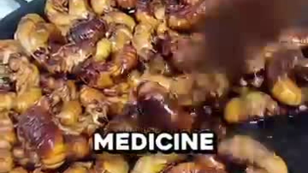 ⁣How Sticks Are Used To Spawn Something Surprisingly Valuable