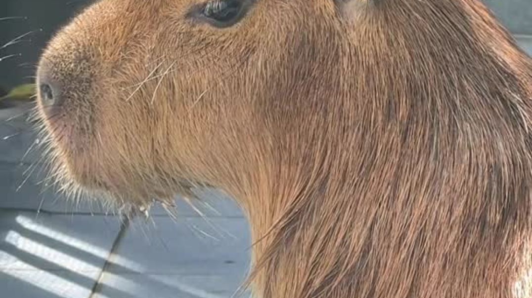 Capybara Sunbath