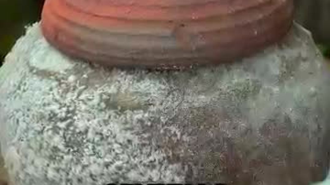 ⁣The Expensive White Powder Made From Watermelons