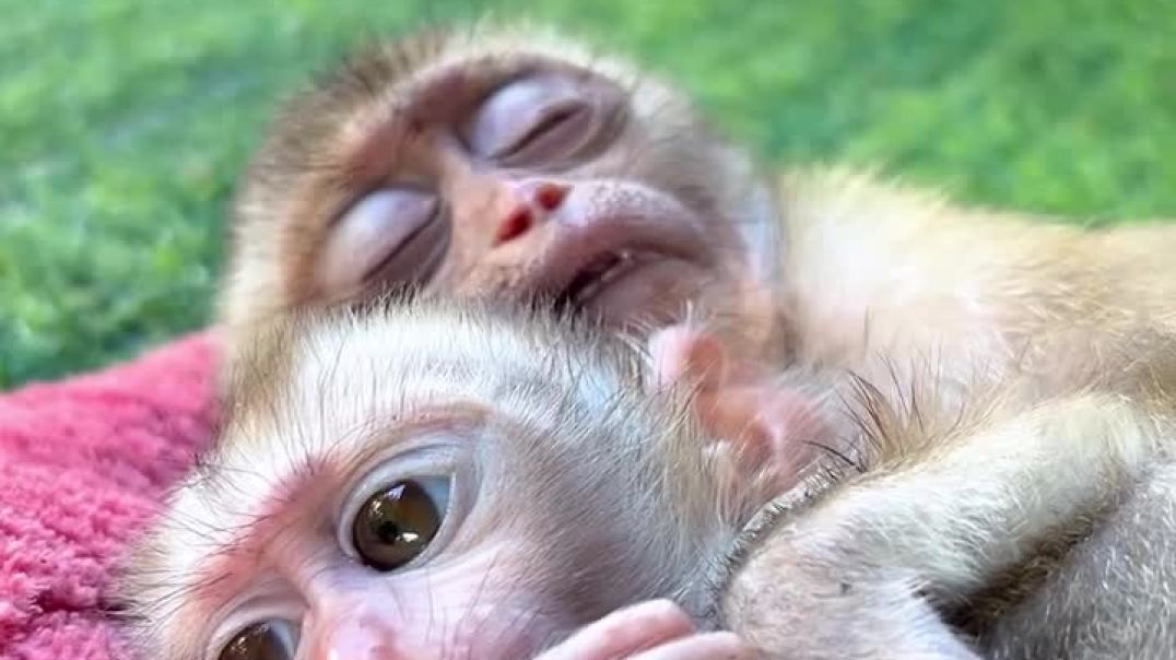 My monkeys cute love sleep 😴 (1)