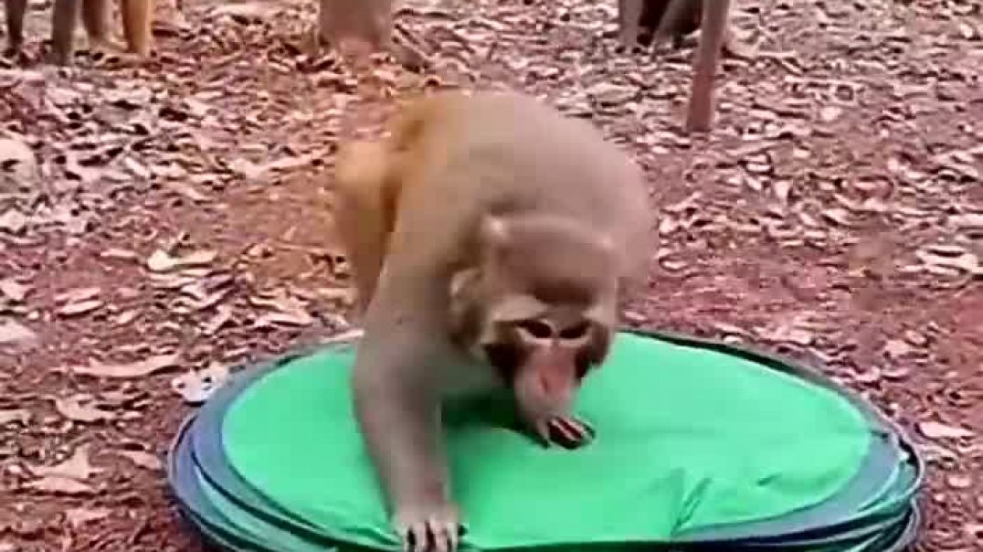 Funny Monkey Adventure_ Testing Human Things With Big Reactions