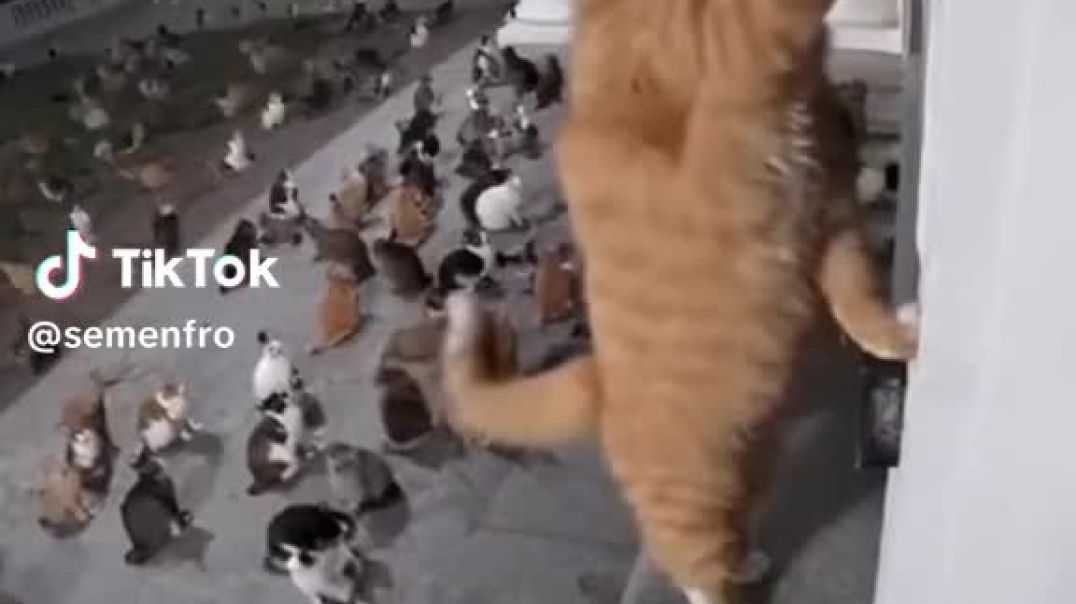 Cats prank-call the doorbell of the White