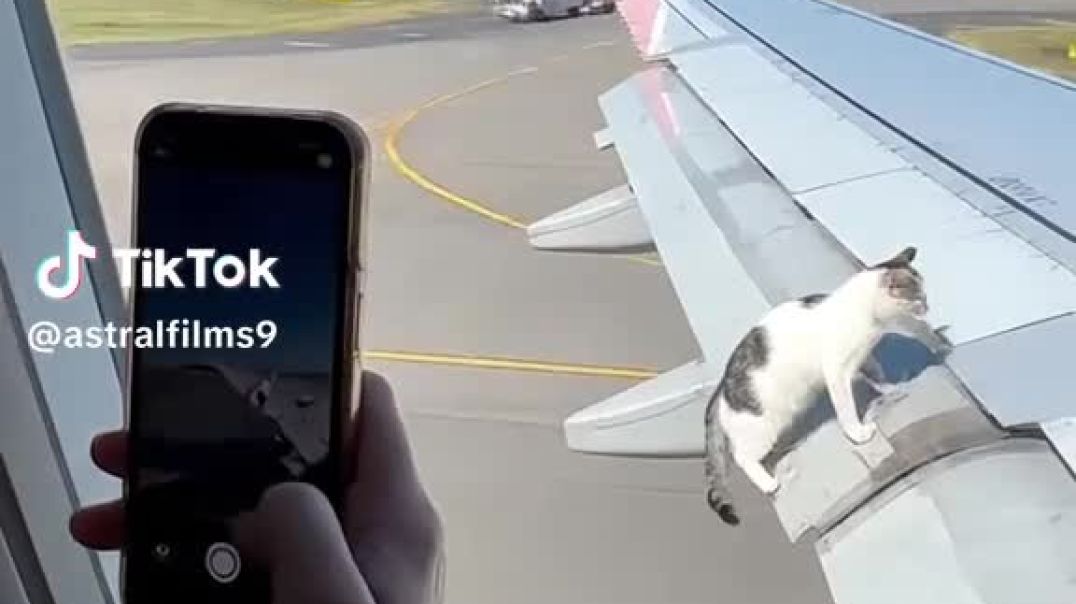 cat on wing of plane