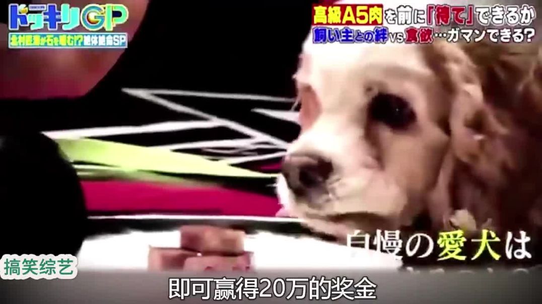 搞笑綜藝：拿壹塊神戶牛肉來挑戰狗狗的忠誠，節目組可真會玩！#綜藝 #綜藝搞笑 #搞笑 #鐜蠱 #熱閂 #推薦 - 動君卖笑 (720p, h264)