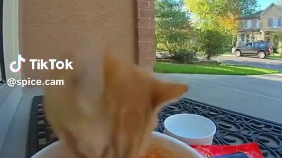 ⁣When your cat tries Buldak for the first time… and regrets everything