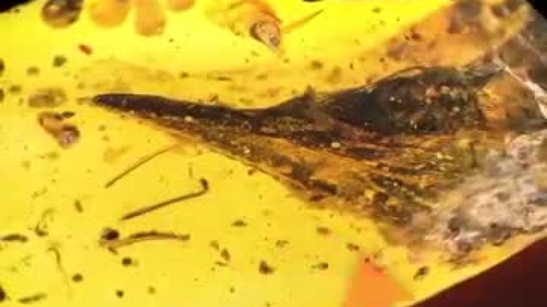 ⁣The Strangest Thing Found In Amber Part 2