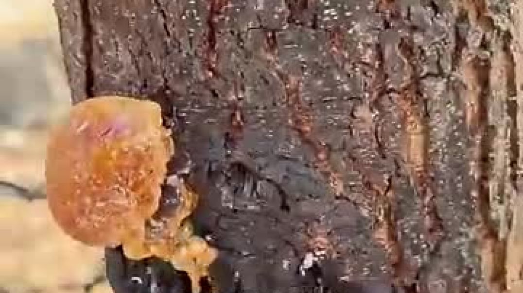Youve Been Eating This Tree Sap Without Knowing It!