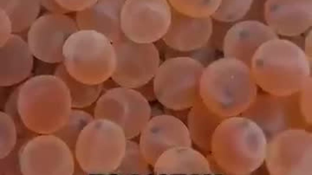 How Salmon Is Artificially Bred