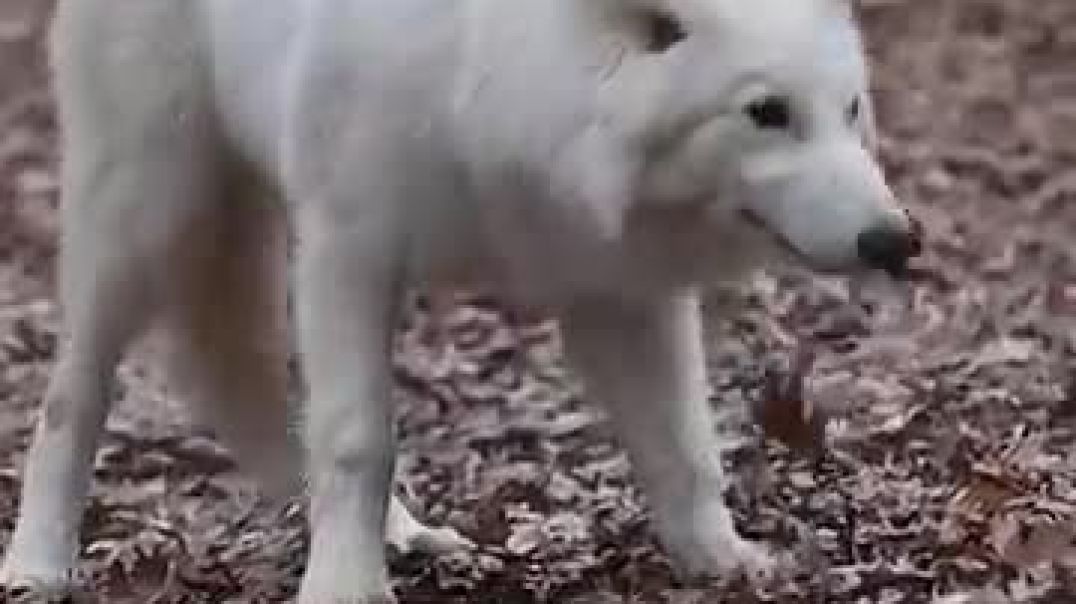 How The Dire Wolf Was Brought Back From Extinction