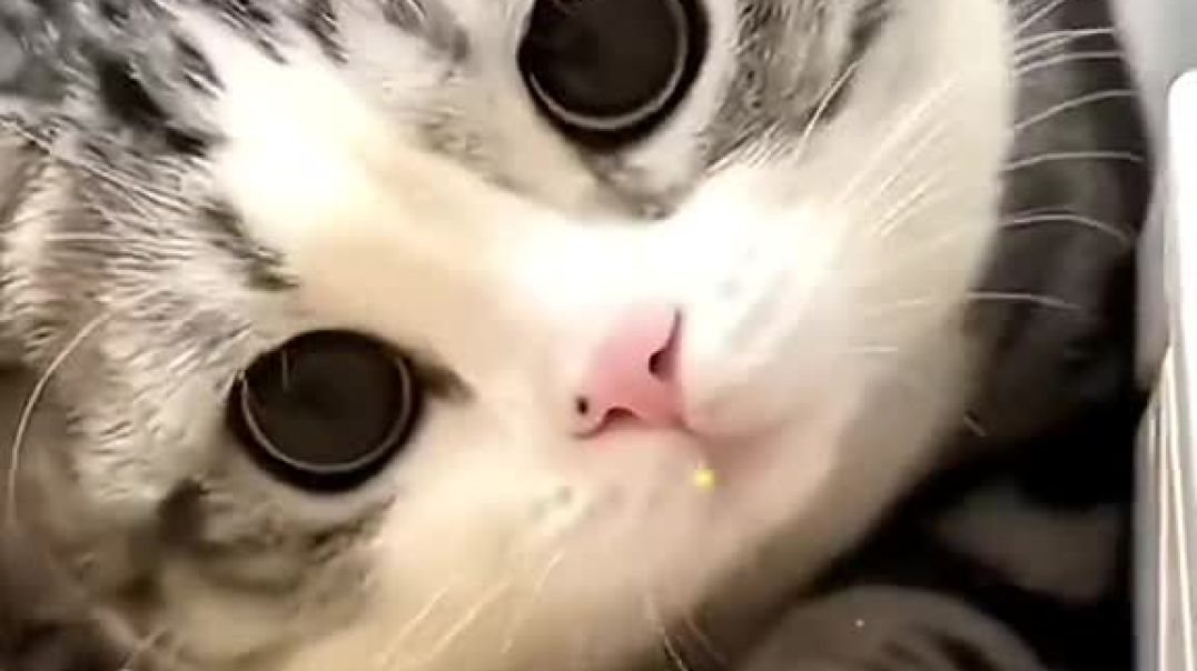 ⁣anak kucing comel