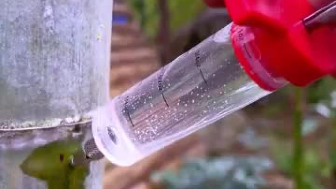 ⁣The Genius Reason People Inject Bamboo