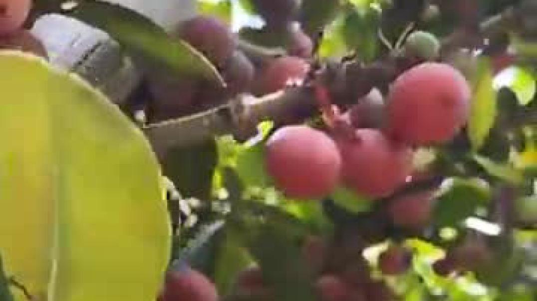 ⁣Rare African Fruits Youve Never Heard Of