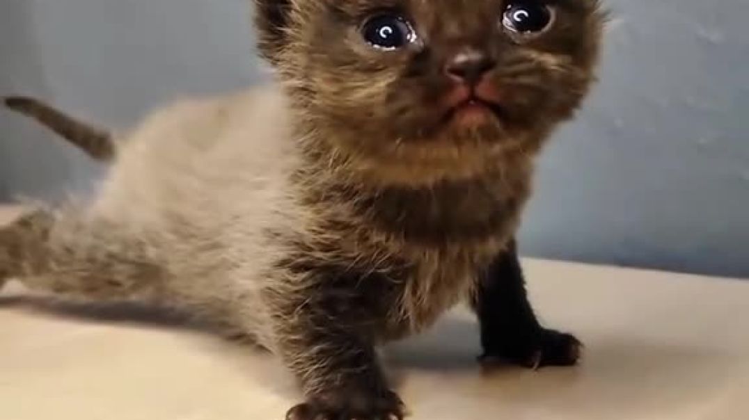 ⁣anak kucing comel