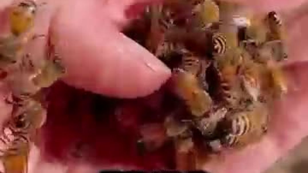 Why Beekeepers Pop Bee Eggs