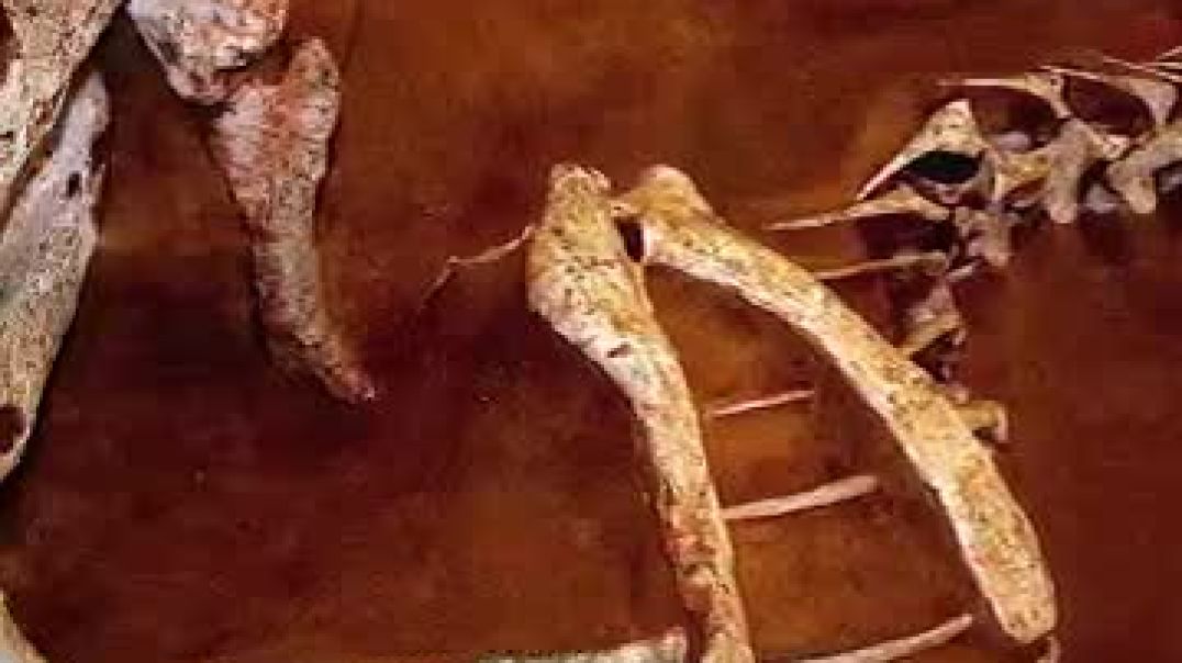 The Craziest Fossil Ever Found