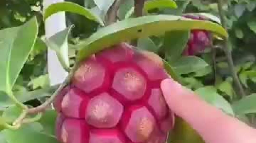 The Rarest Fruits on Earth